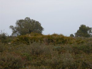 Margalló del Puig de la Palma