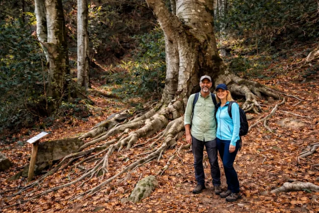 Faig monumental de la Gravelosa